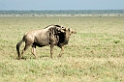 Wildebeest
